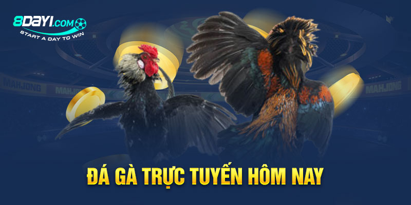 Đá Gà Trực Tuyến Hôm Nay