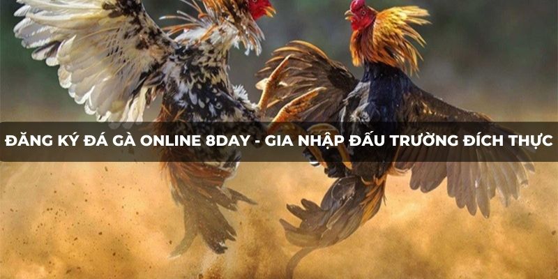 Đăng ký đá gà online 8DAY - Gia nhập đấu trường đích thực