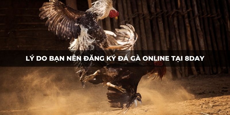 Lý do bạn nên đăng ký đá gà online tại 8DAY