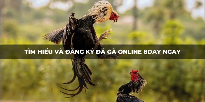 Tìm hiểu và đăng ký đá gà online 8DAY ngay