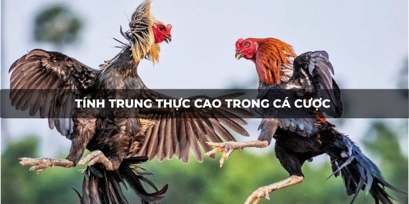 Tính trung thực cao trong cá cược 