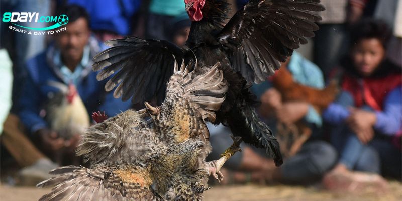 Đá Gà trực tuyến trên mạng