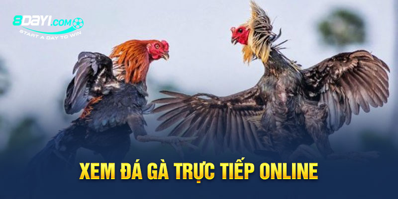 xem Đá Gà trực tiếp online