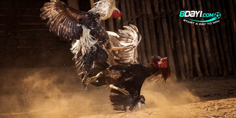 Gà chọi Lào thi đấu dũng mãnh và khá lì đòn